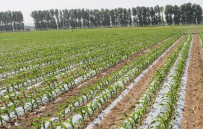 ���ɹŶ�������ƹ����弯��ˮ�Ѻ�����ˮ��һ�廯