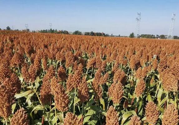 2021������ص�֧����Щũҵ��Ŀ