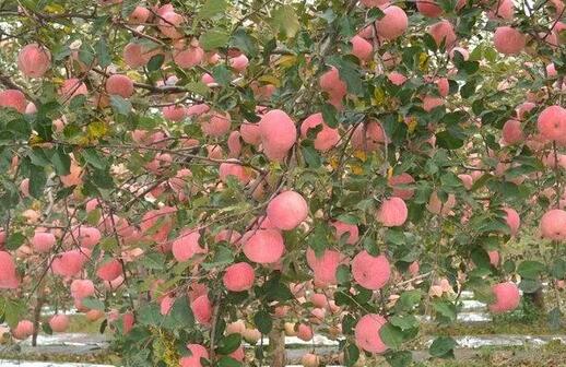 ˮ��һ�廯����ʩ�ʻ�����������ƻ��԰�ι�ʩ����