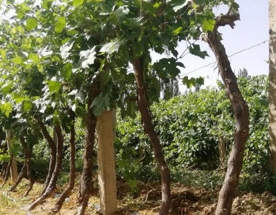 ����1000Ķ����ʵ��ˮ��һ�廯���գ����������������ٺ�����ˮũҵ�����ƹ�Ӧ�� 